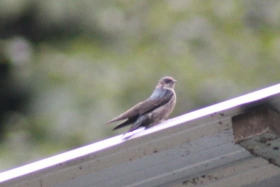Brown-bellied Swallow - ML615605555