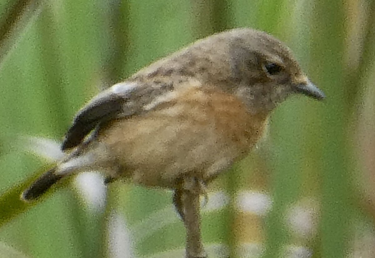 African Stonechat - ML615605567
