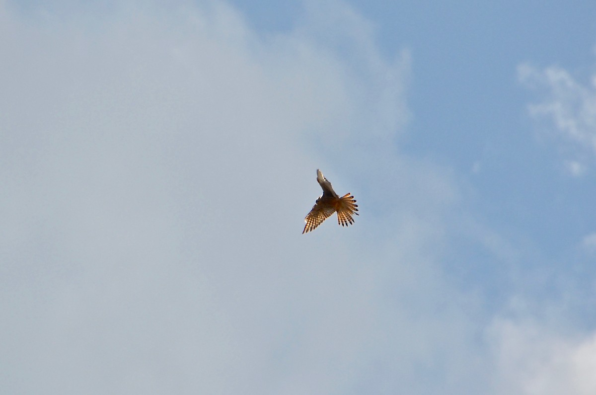 Oriental Honey-buzzard (Indomalayan) - ML615605584