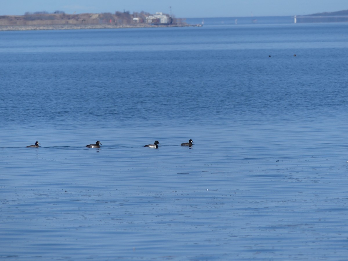 Greater Scaup - ML615605602