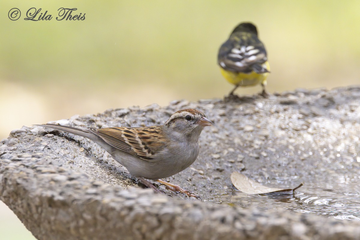 Chipping Sparrow - Lila Theis