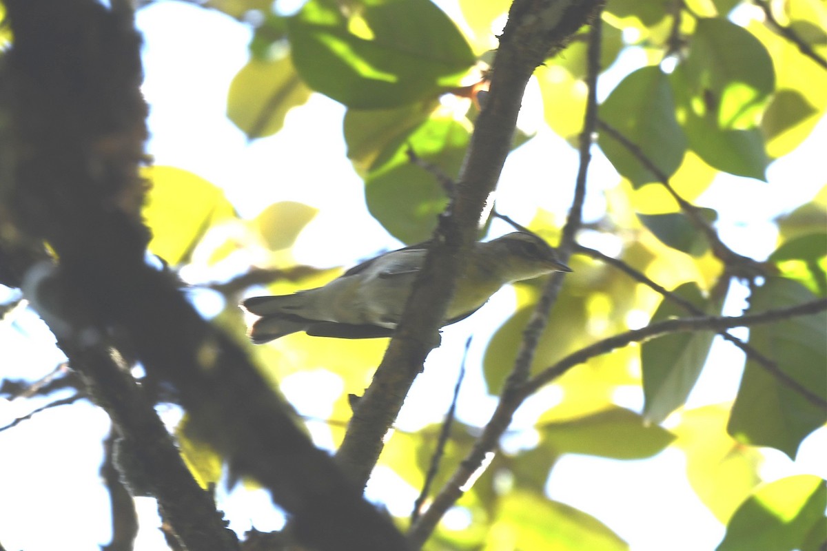 Rufous-naped Greenlet - ML615605750