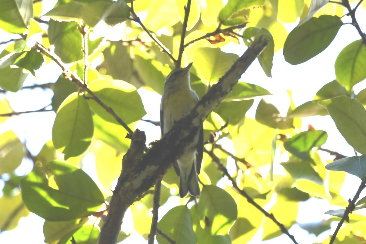 Rufous-naped Greenlet - ML615605751