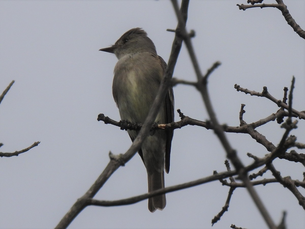 Western Wood-Pewee - Don Holcomb