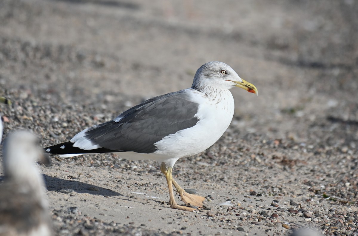 Lesser Black-backed Gull (graellsii) - ML615605850