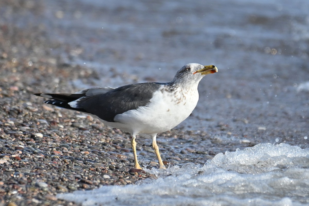 Lesser Black-backed Gull (graellsii) - ML615605857