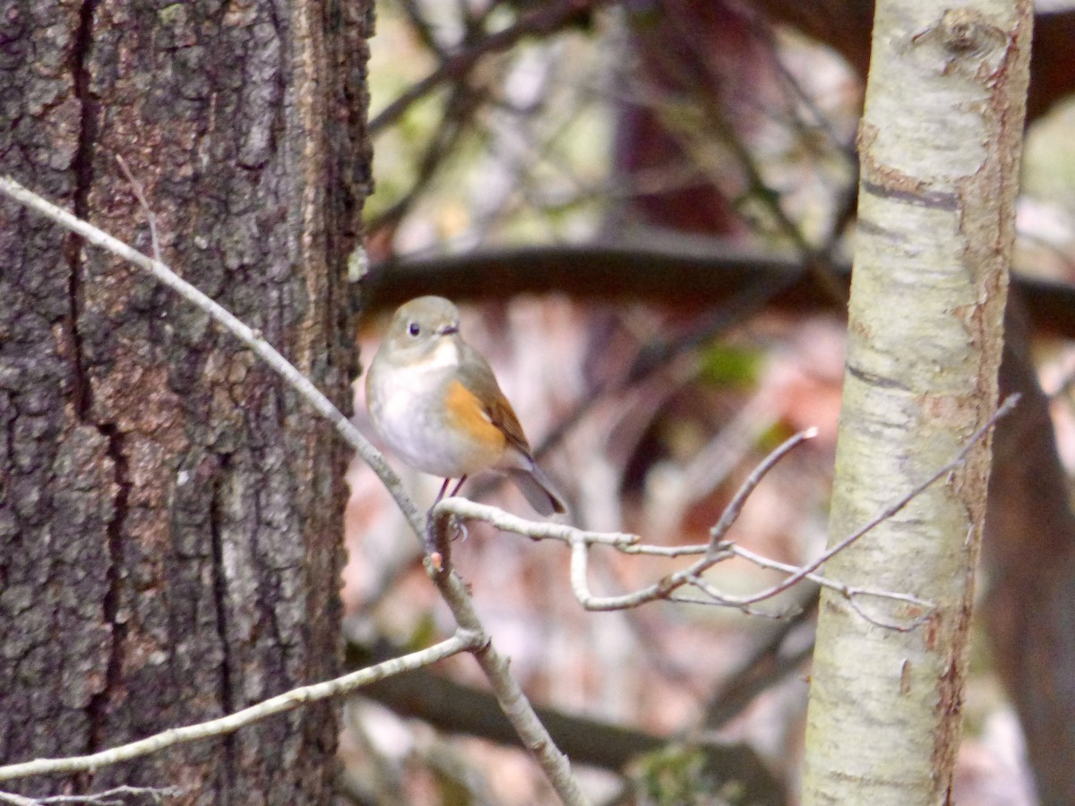 Red-flanked Bluetail - ML615605864