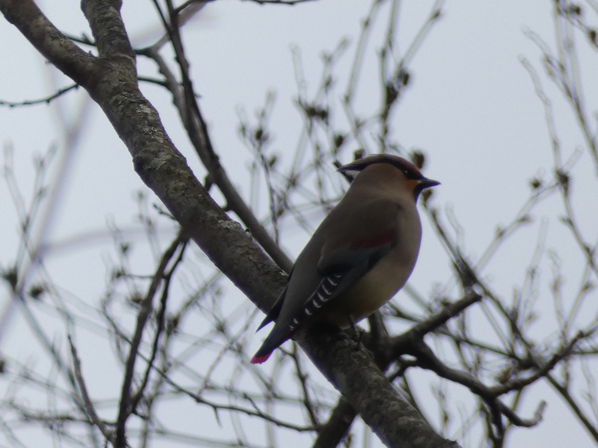 Japanese Waxwing - ML615605877