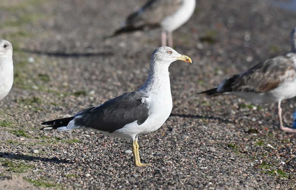 Lesser Black-backed Gull (graellsii) - ML615605885