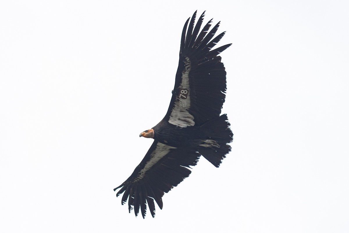 California Condor - ML615605895