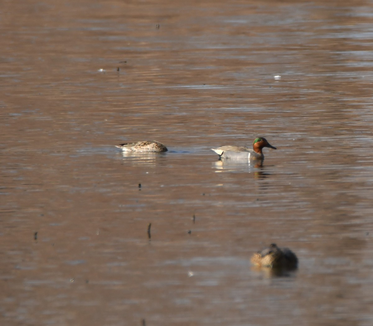 Green-winged Teal - ML615606053