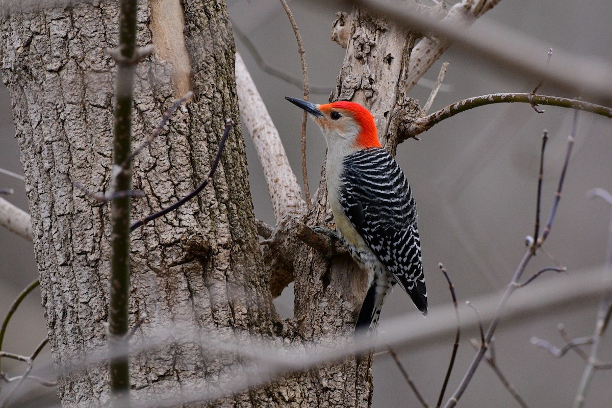 Red-bellied Woodpecker - ML615606147
