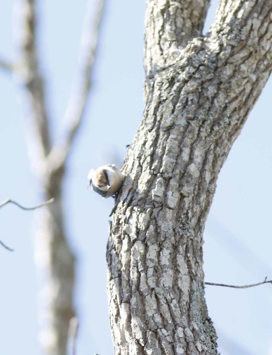 Brown-headed Nuthatch - ML615606327
