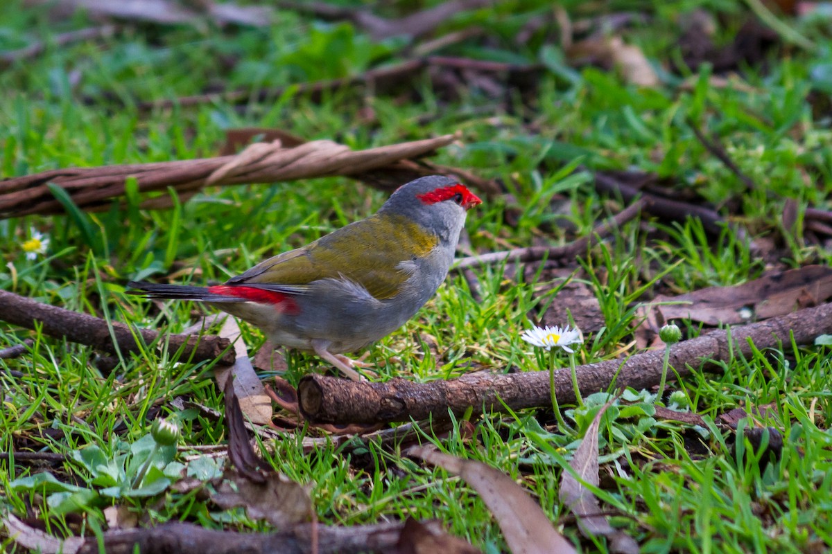 Red-browed Firetail - ML615606485