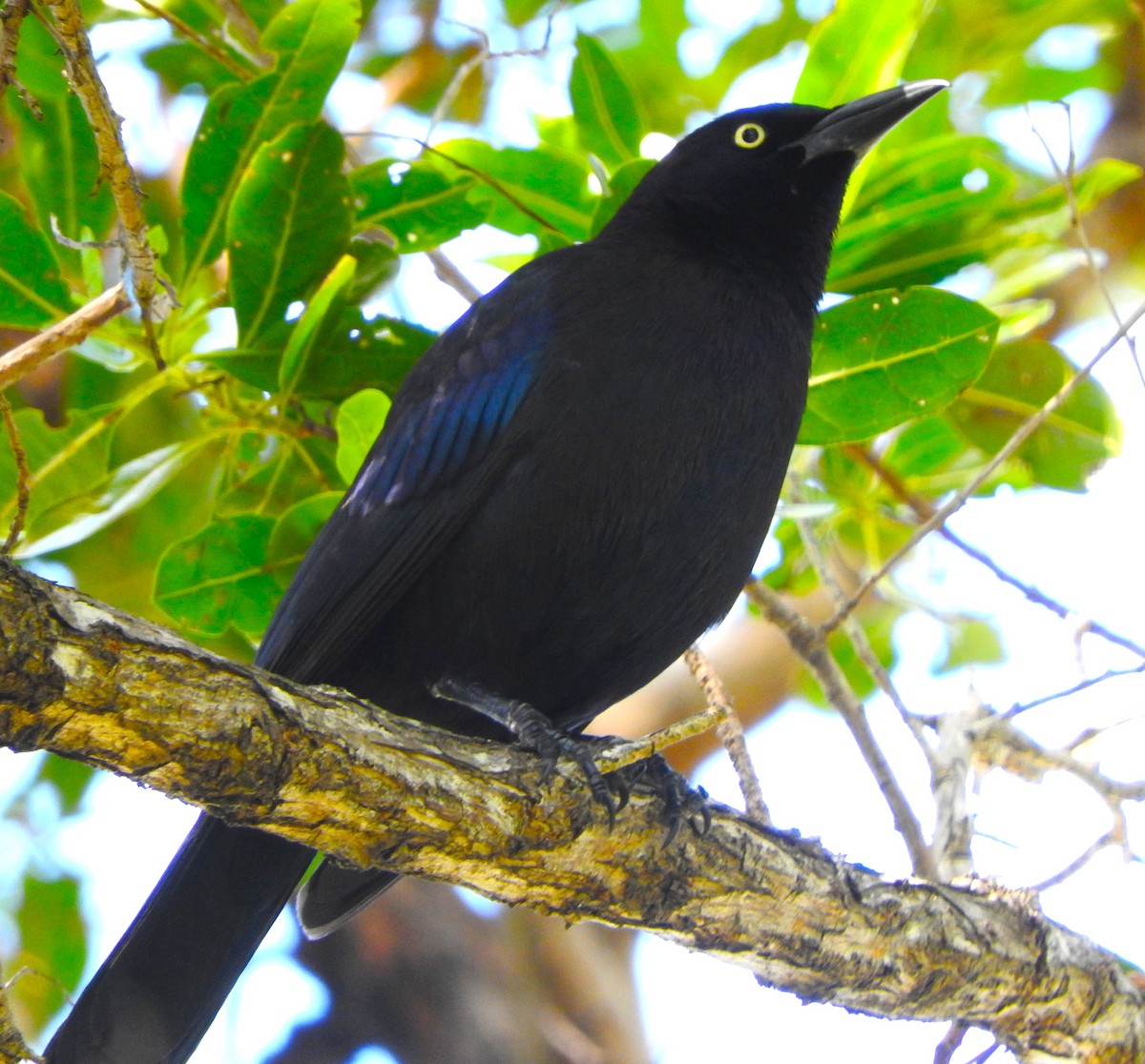 Boat-tailed Grackle - ML615606491