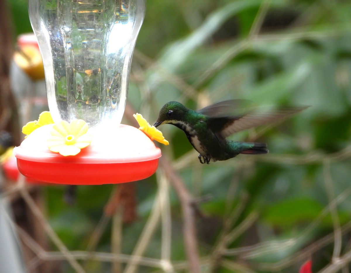 kolibřík tropický - ML615606604