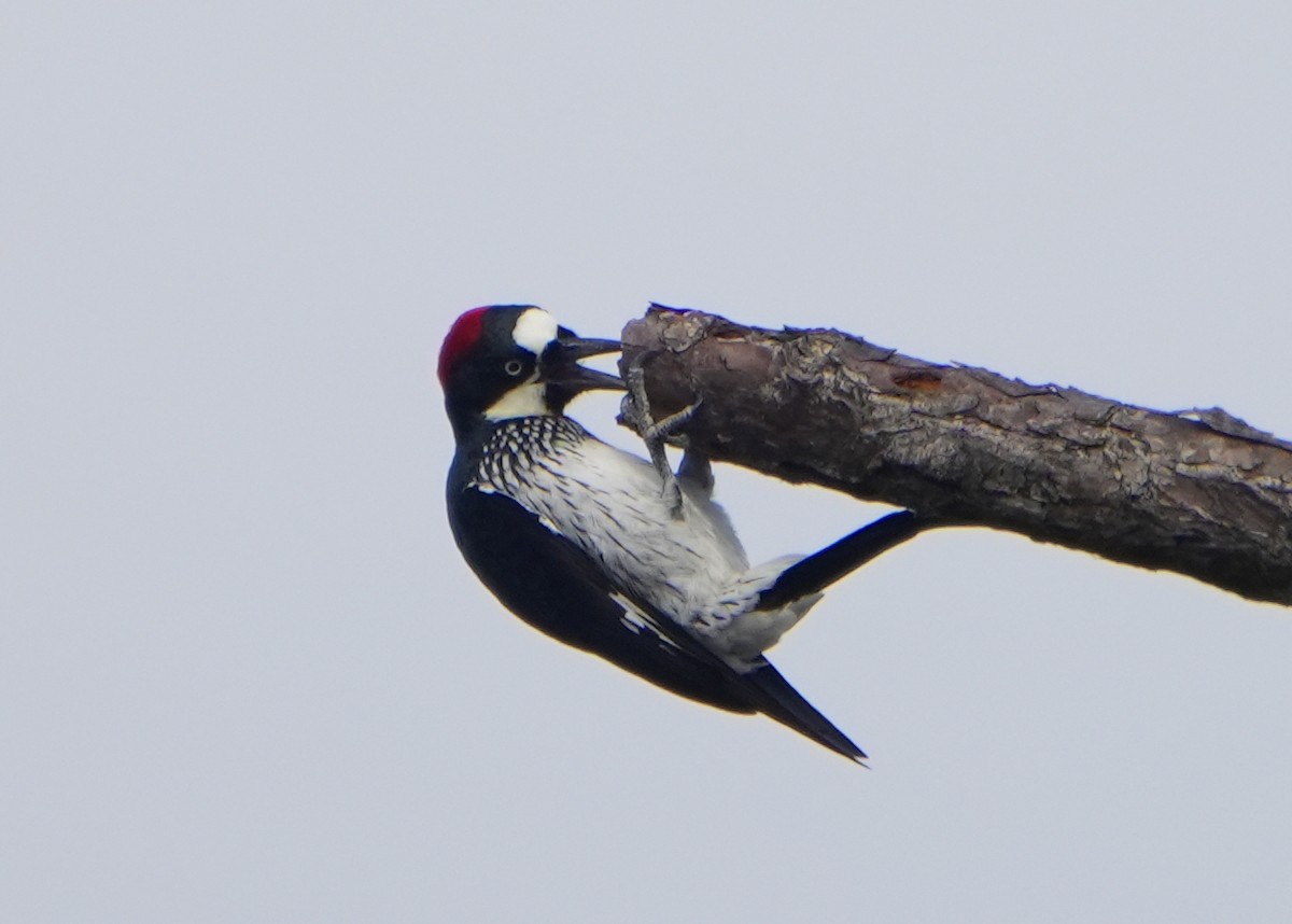 Acorn Woodpecker - ML615606773
