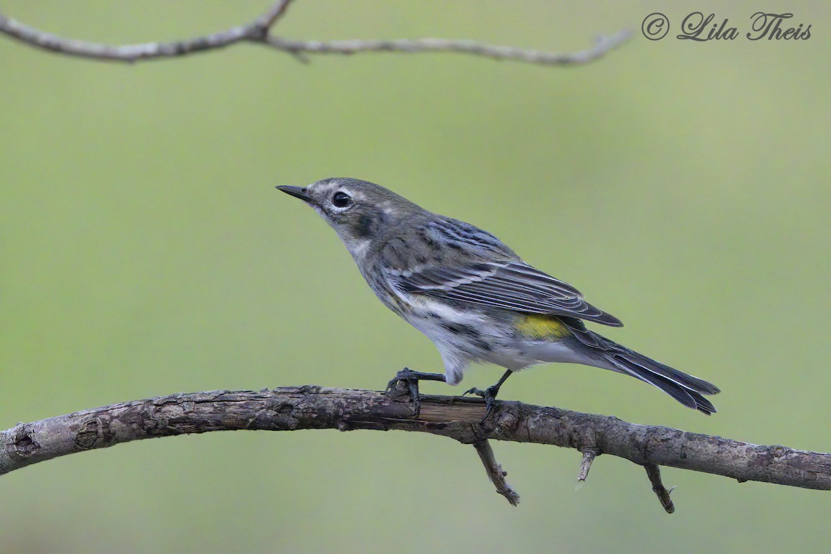 Yellow-rumped Warbler - Lila Theis