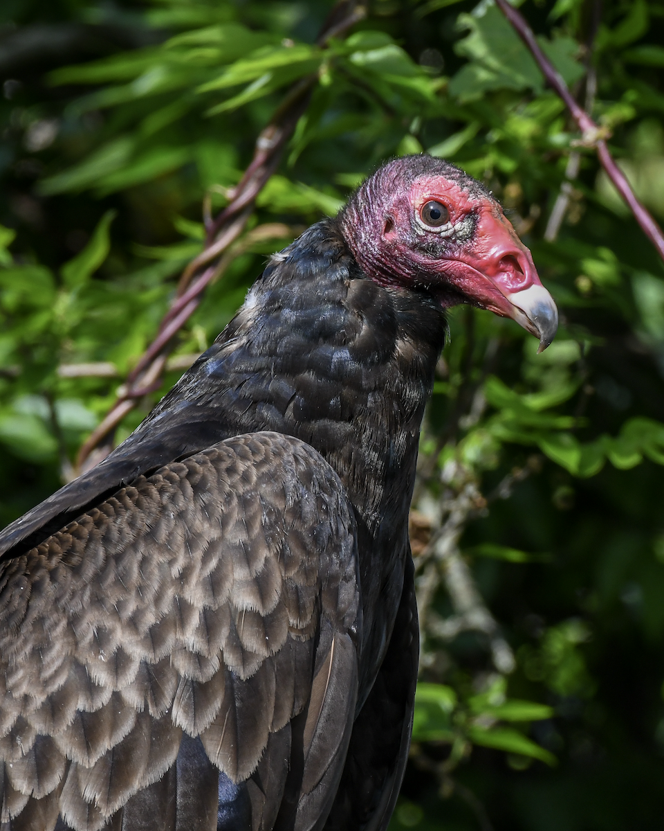 Turkey Vulture - ML615606894