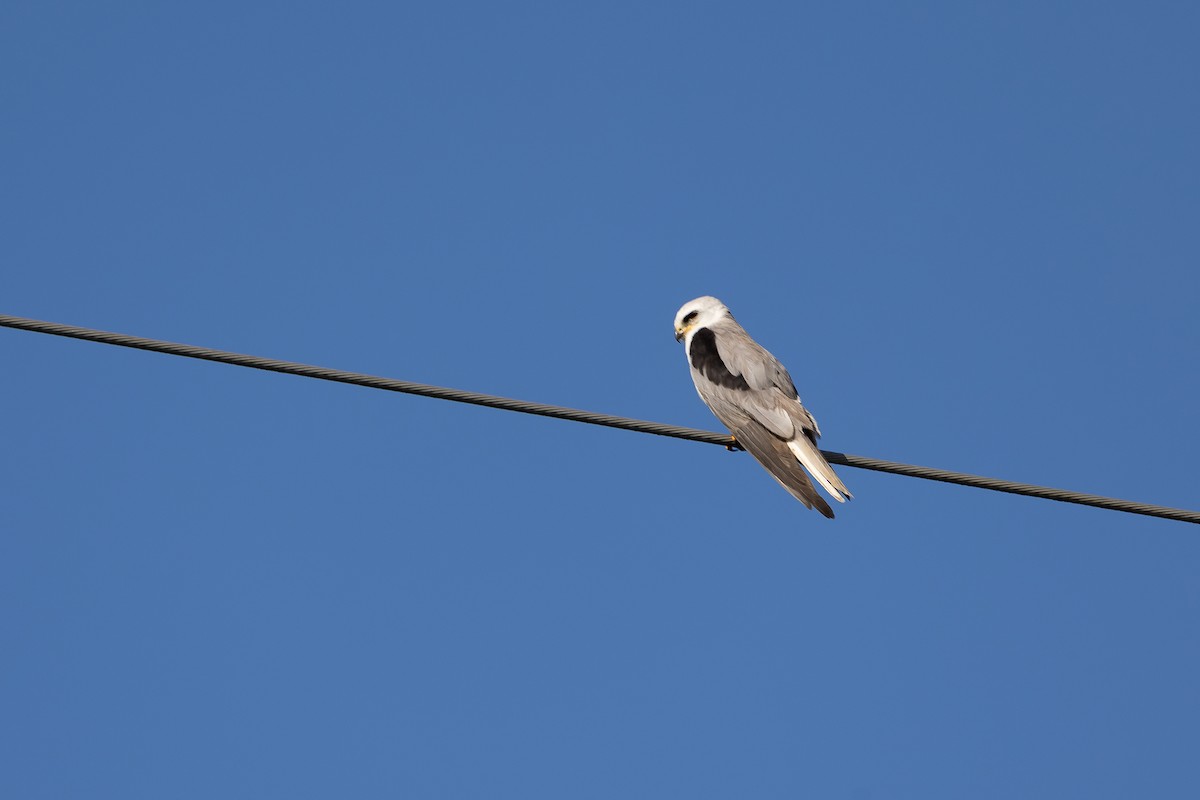 White-tailed Kite - ML615607272