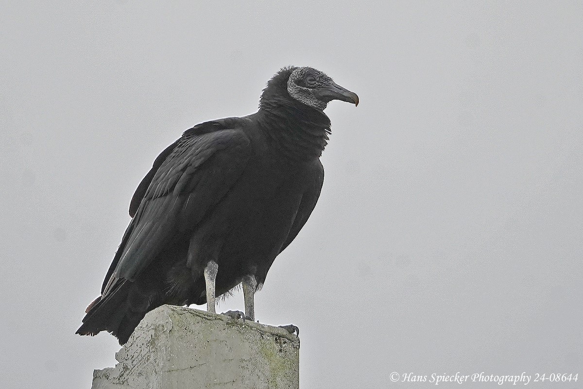 Black Vulture - ML615607330