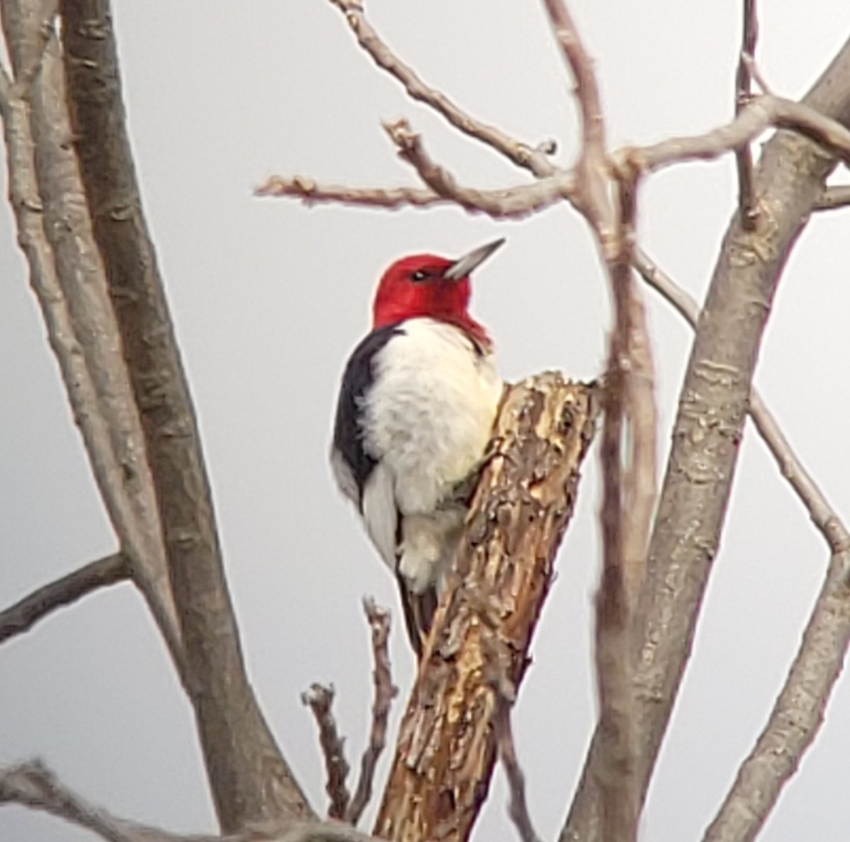 Red-headed Woodpecker - Richard Cohen