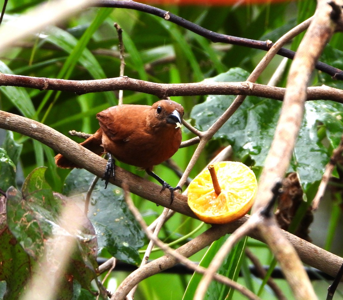 White-lined Tanager - ML615607357