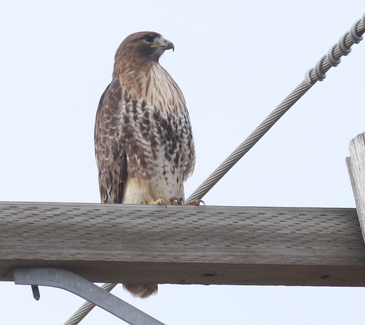 Red-tailed Hawk - ML615607438