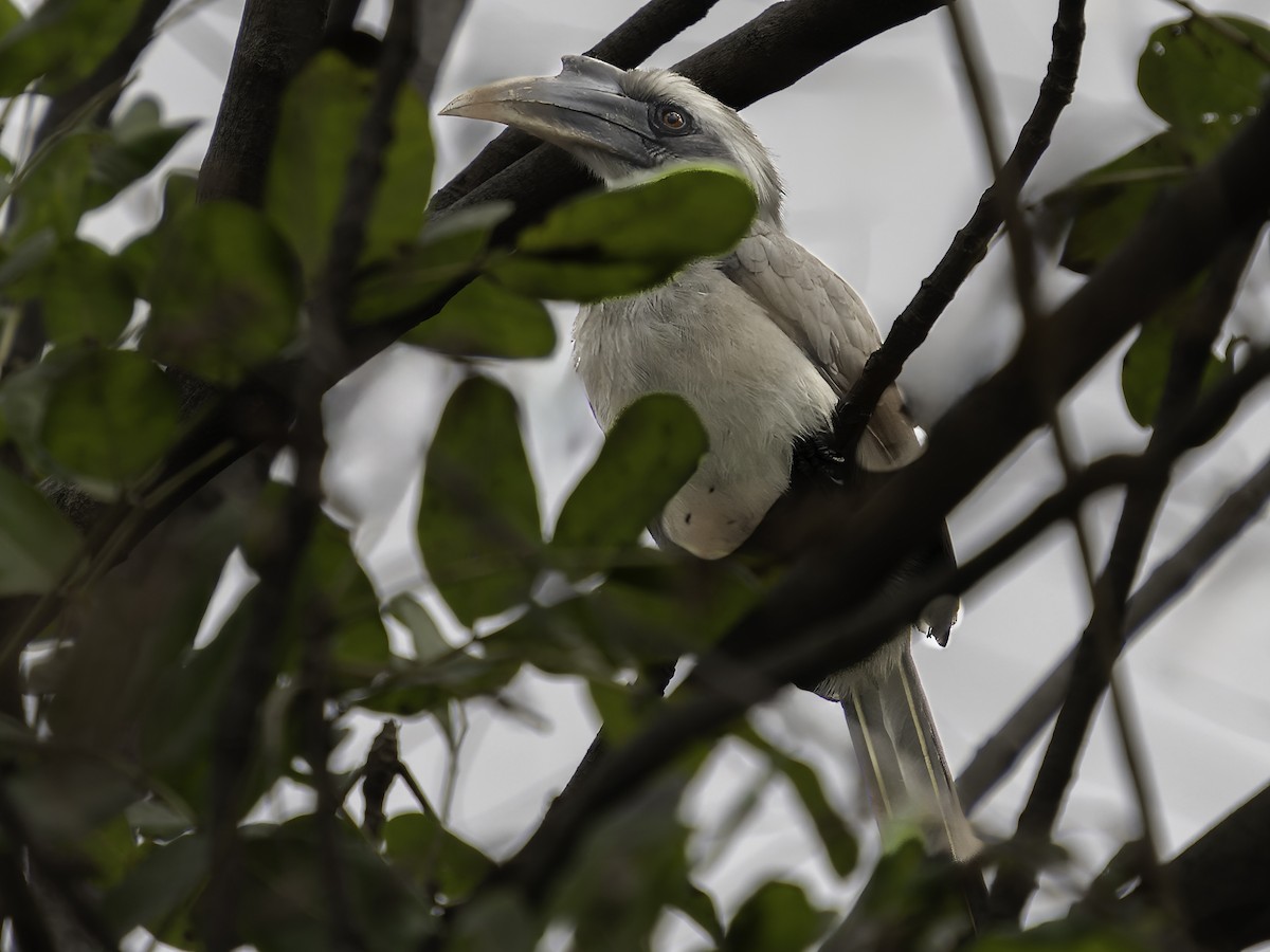 Indian Gray Hornbill - ML615607505