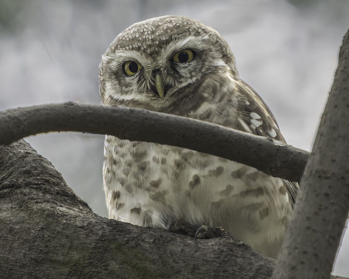 Spotted Owlet - ML615607679