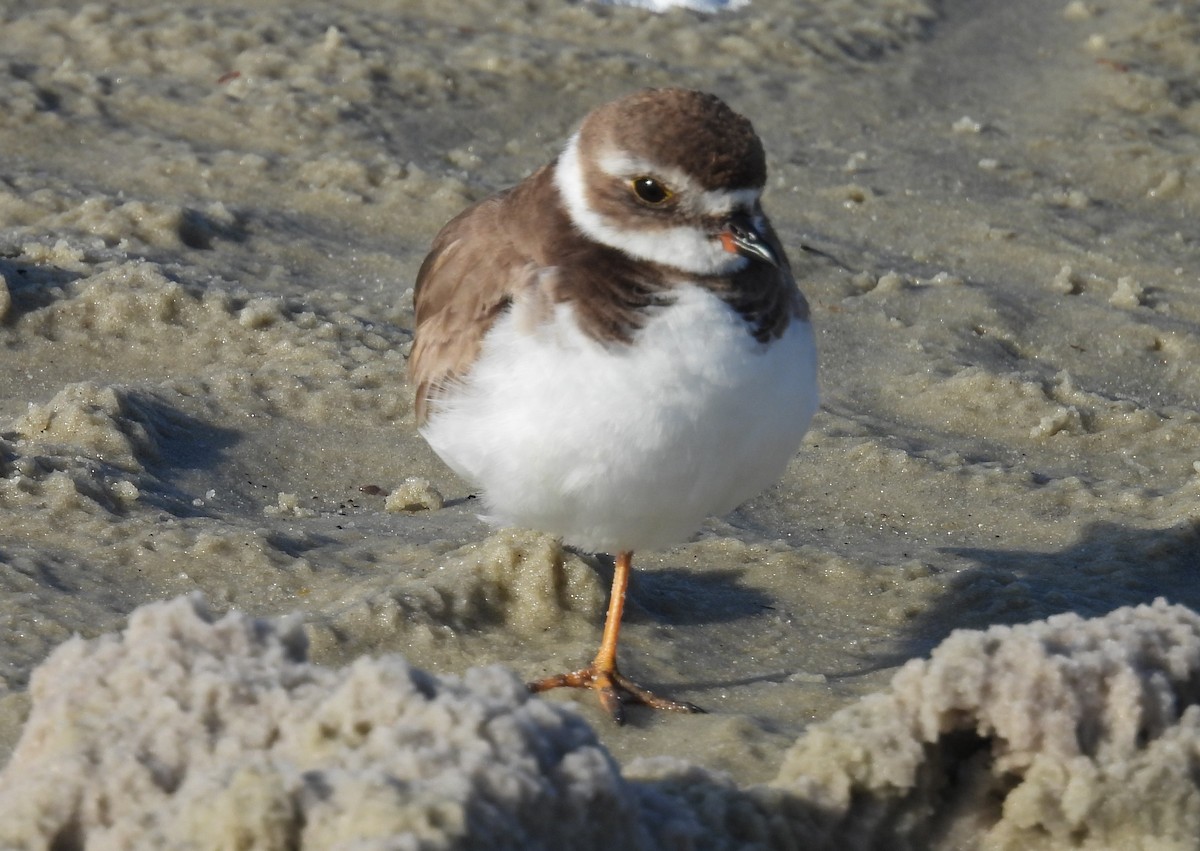 Semipalmated Plover - ML615607766