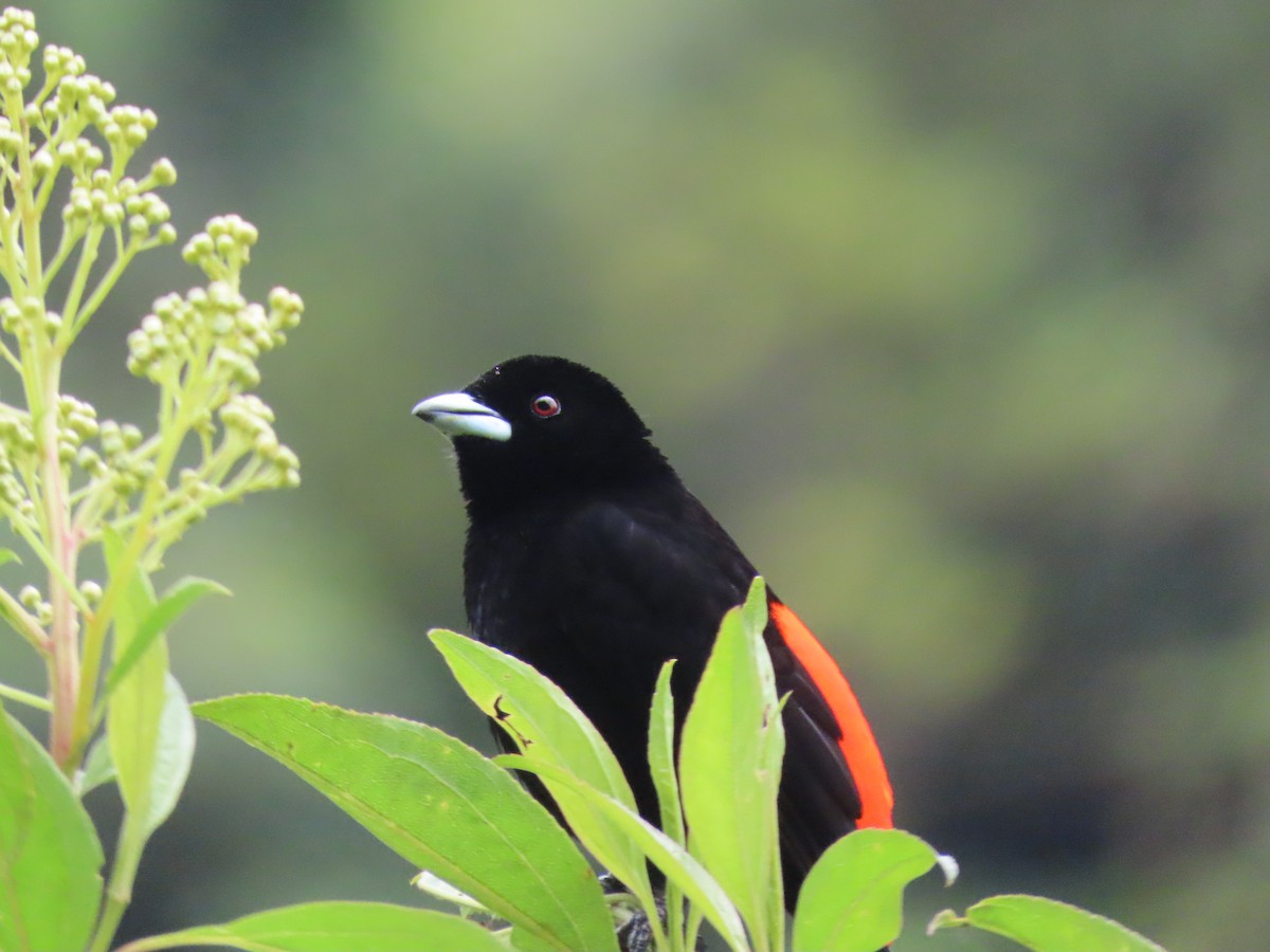 Flame-rumped Tanager - ML615607978