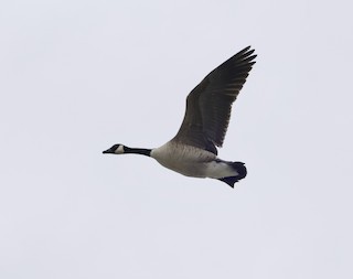 Canada Goose, ML615608009