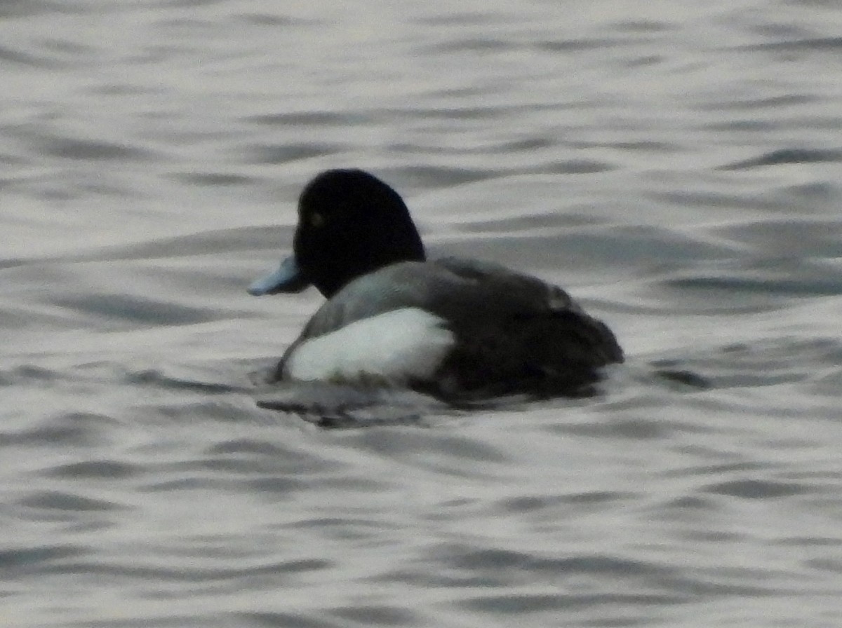Greater Scaup - ML615608017