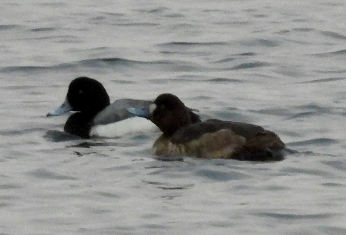 Greater Scaup - ML615608018
