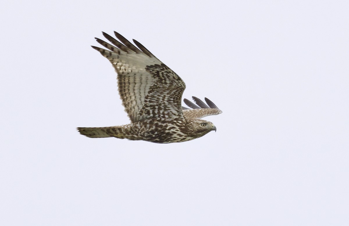 Red-tailed Hawk - Adam Dudley