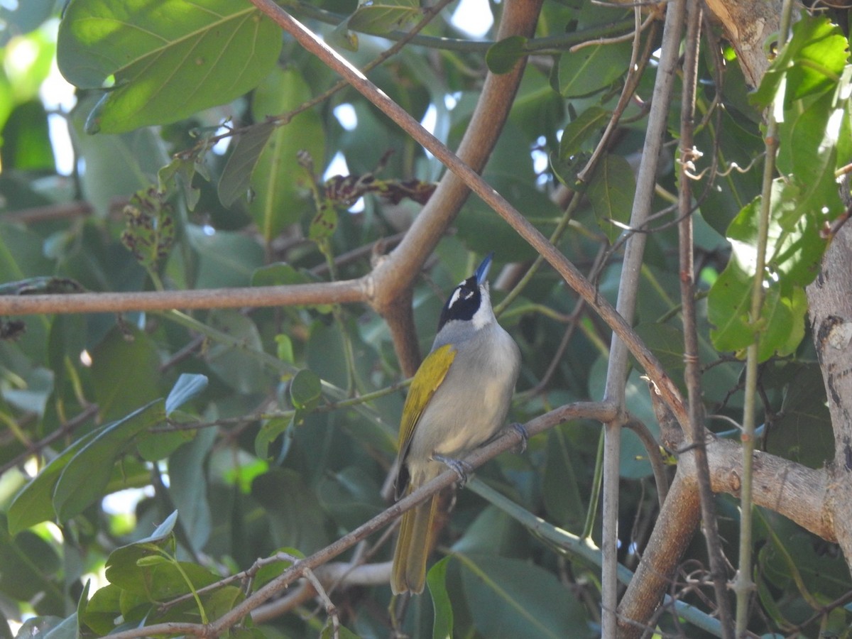 Black-crowned Palm-Tanager - leanne grieves