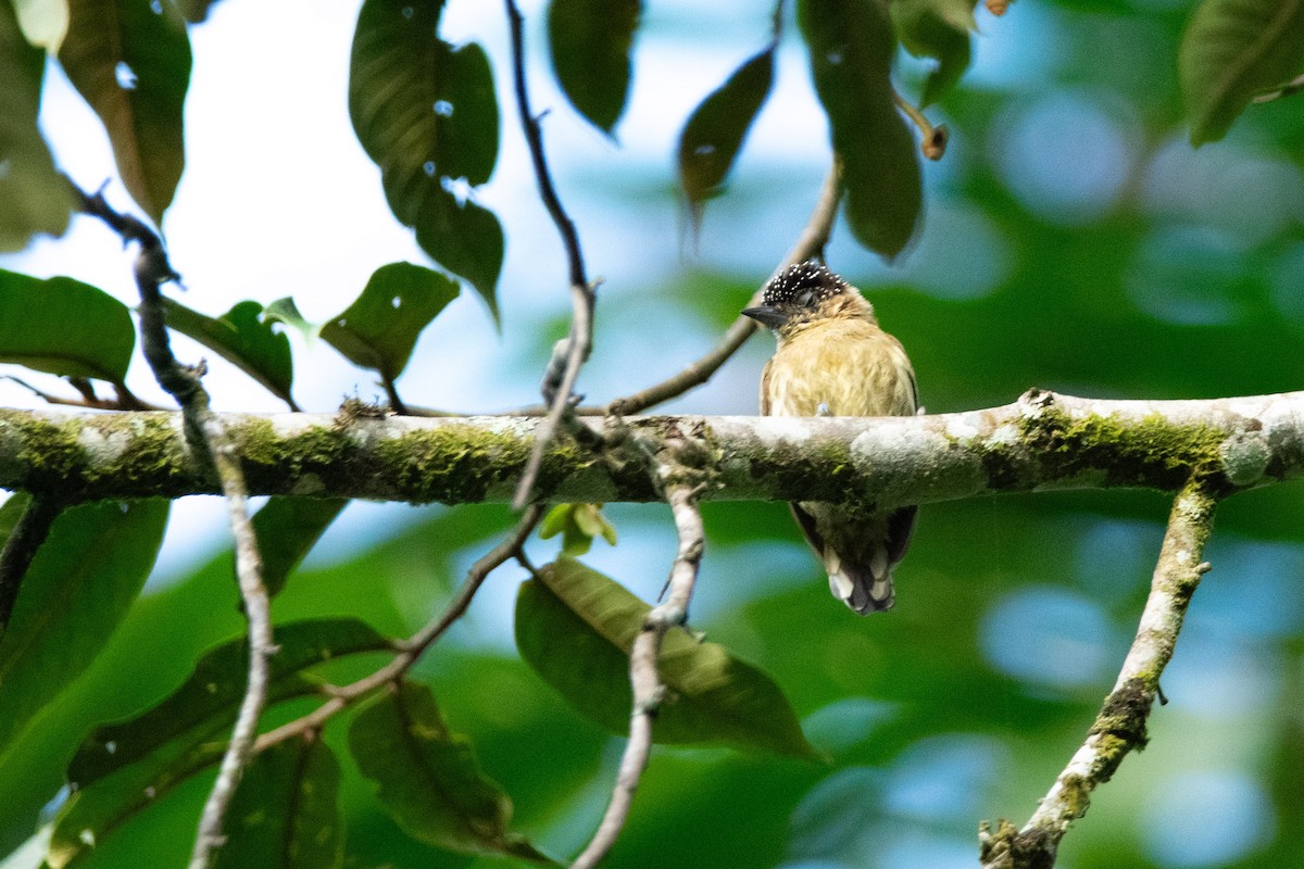 Olivaceous Piculet - ML615608156
