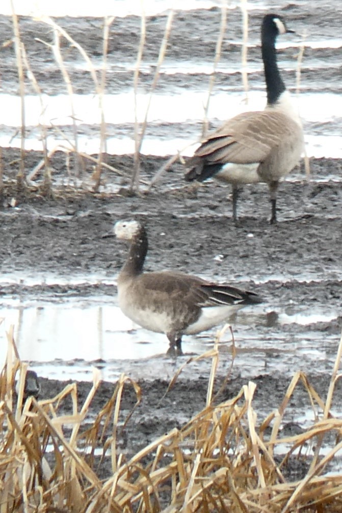 Snow x Cackling Goose (hybrid) - ML615608166