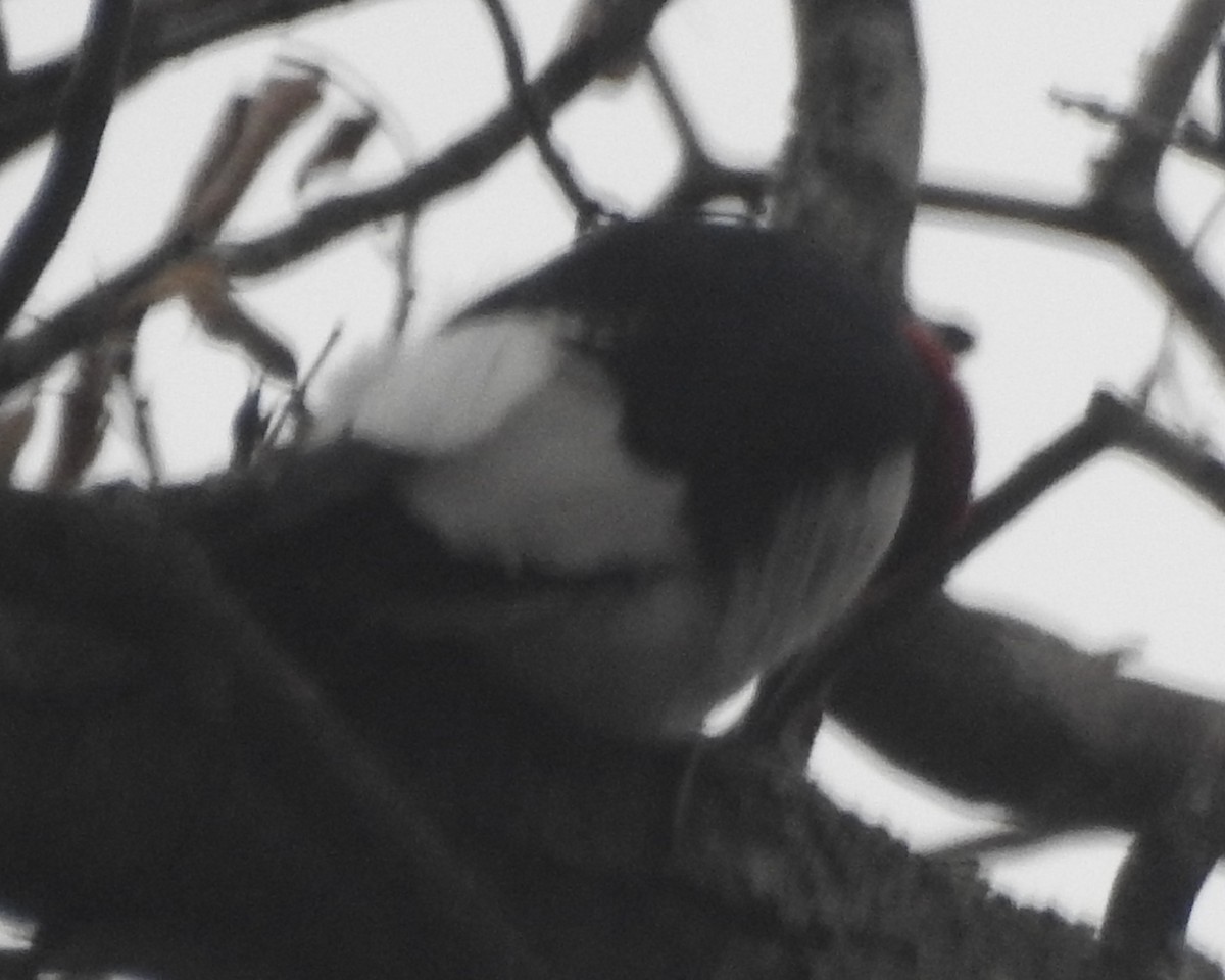 Red-headed Woodpecker - ML615608239