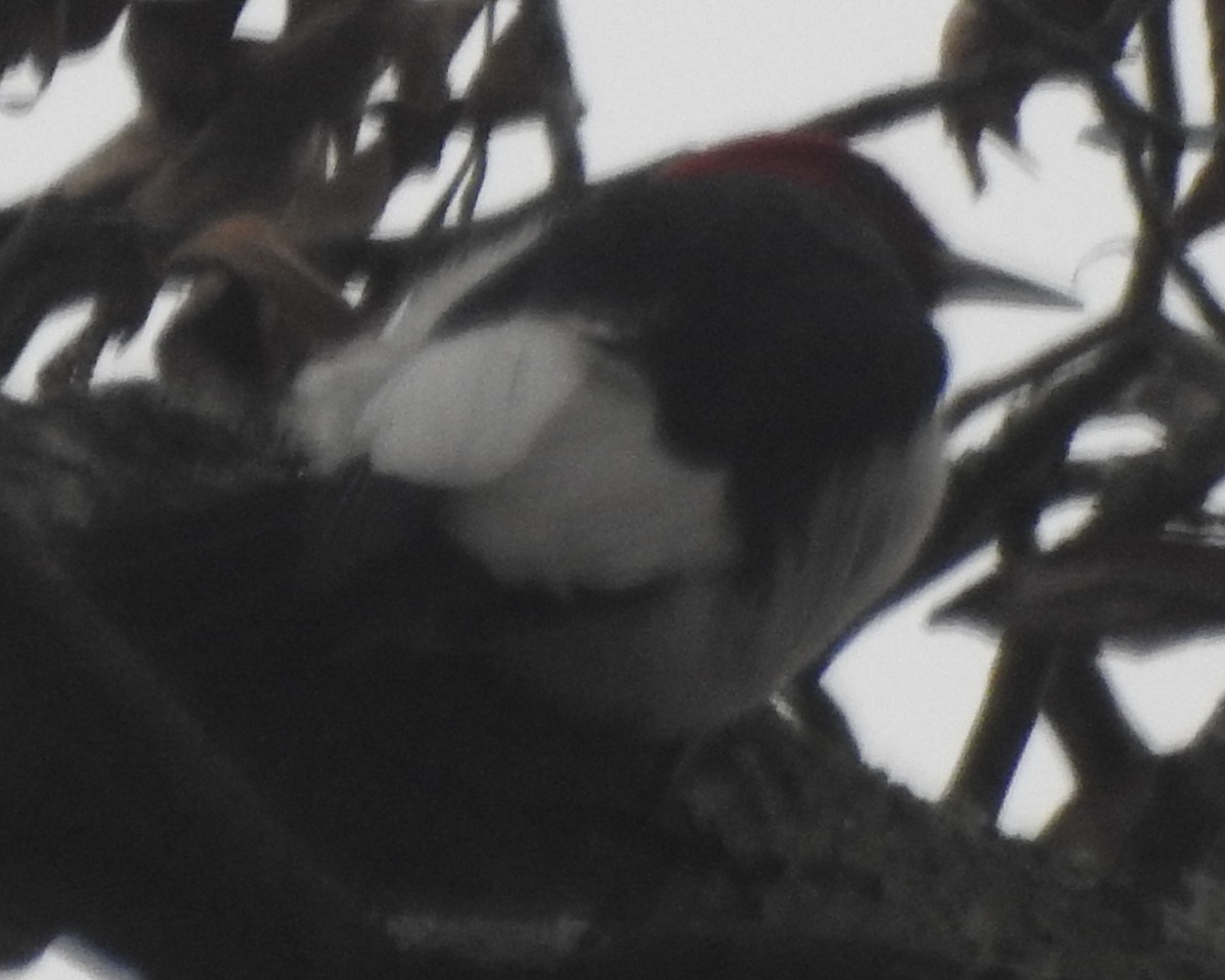 Red-headed Woodpecker - ML615608240
