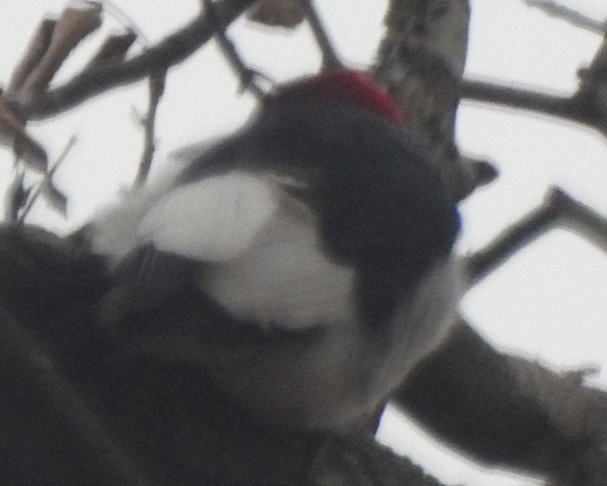 Red-headed Woodpecker - ML615608241