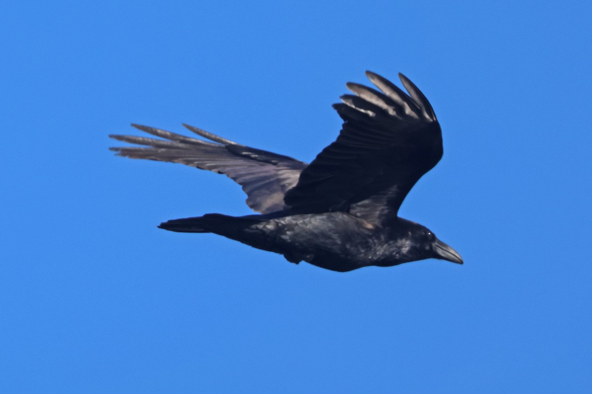 Common Raven - ML615608402