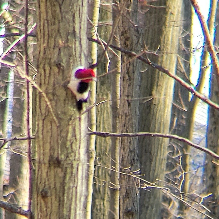 Red-headed Woodpecker - ML615608485