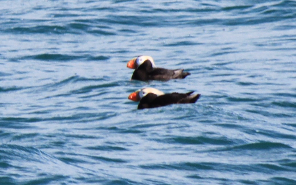 Tufted Puffin - ML615608583