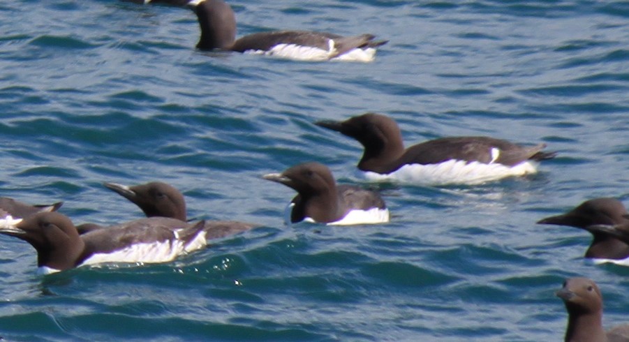 Thick-billed/Common Murre - ML615608595