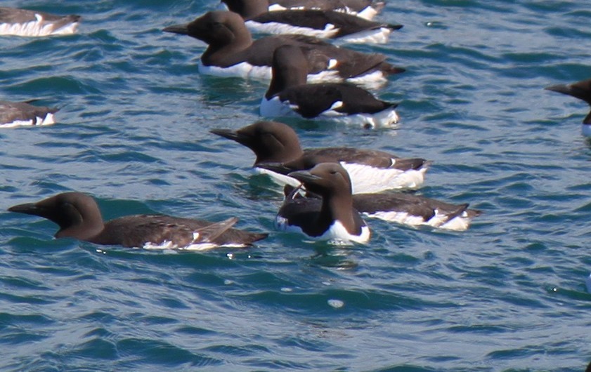 Thick-billed/Common Murre - ML615608607