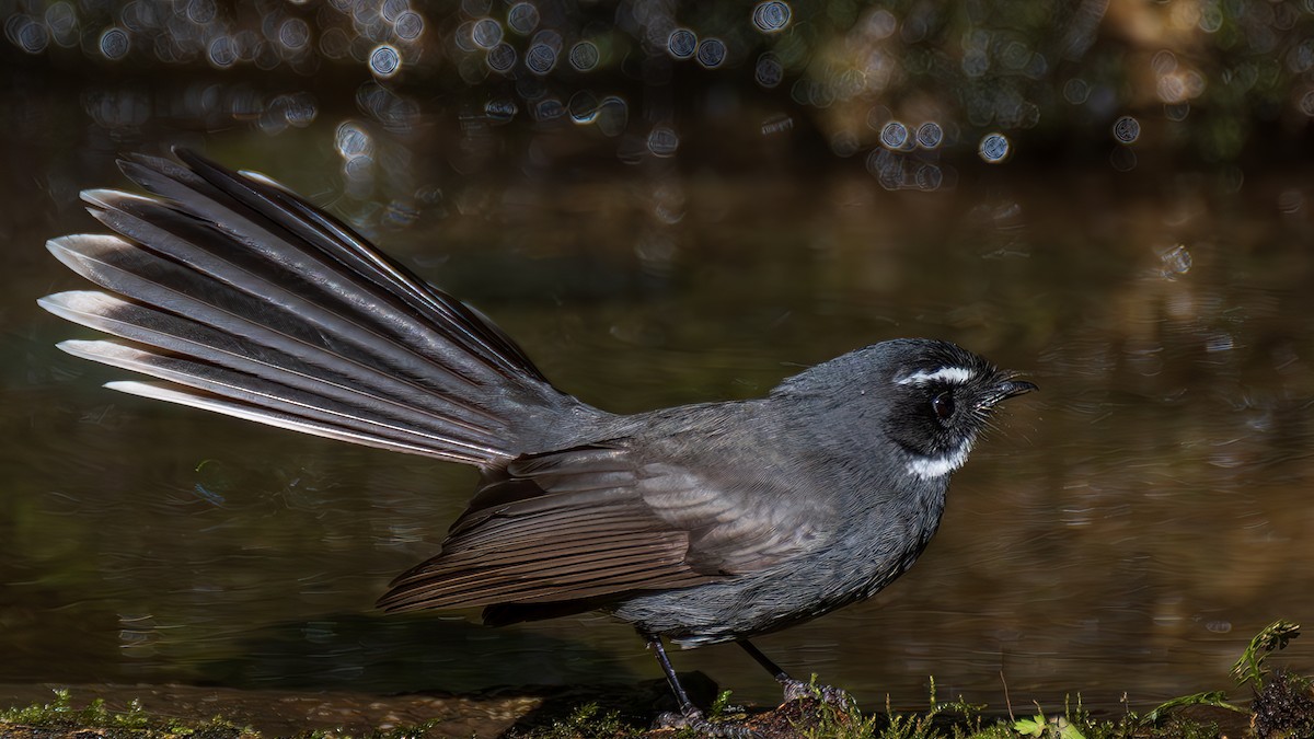 White-throated Fantail - ML615608652