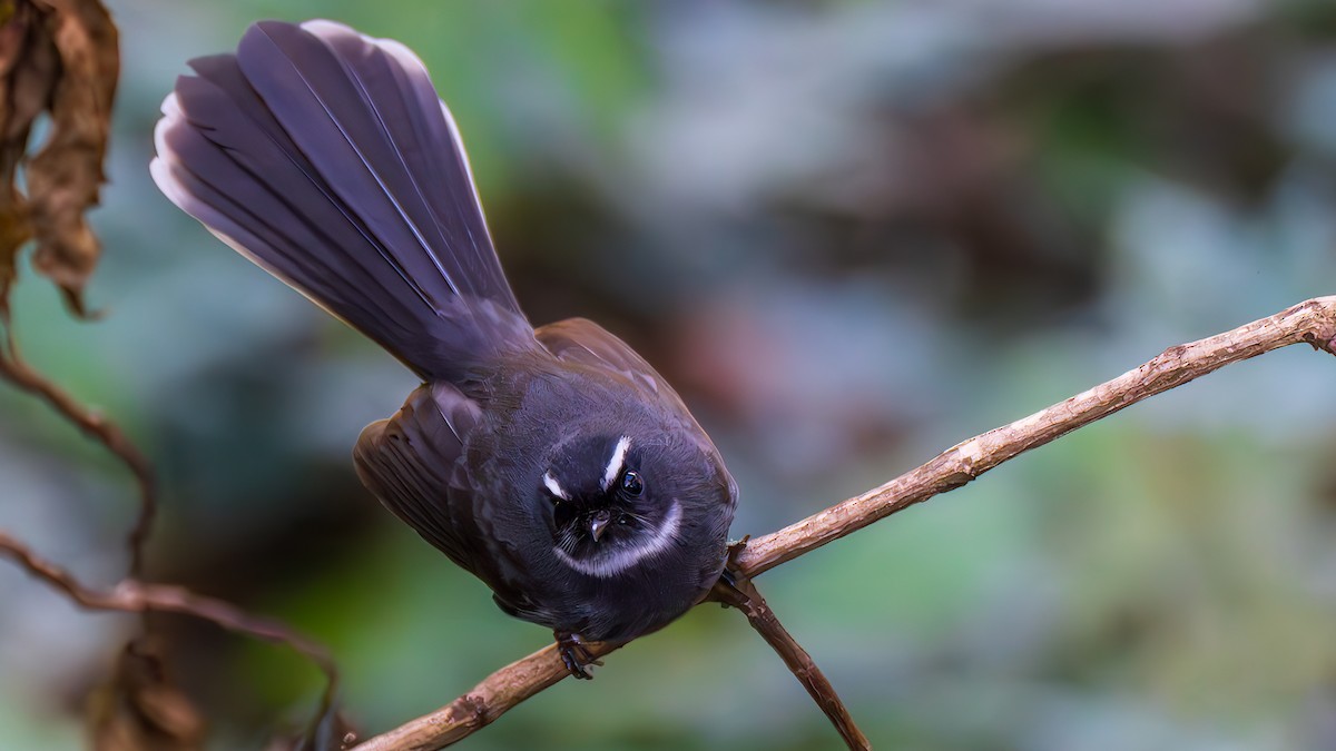 White-throated Fantail - ML615608671