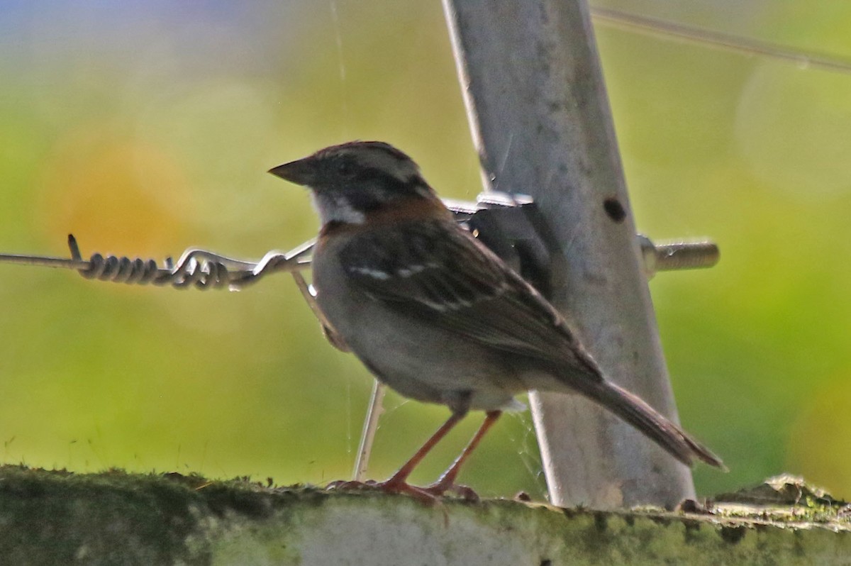 Rufous-collared Sparrow - Joan and/or George Sims
